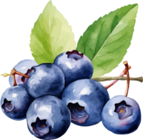 Blueberry watercolor graphic element png