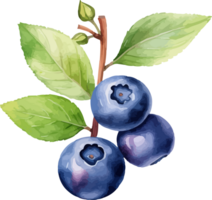 Blueberry watercolor graphic element png