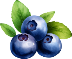 Blueberry watercolor graphic element png