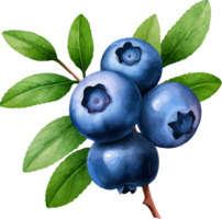 Blueberry watercolor graphic element png