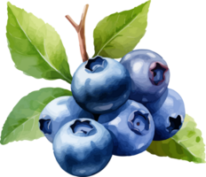 Blueberry watercolor graphic element png