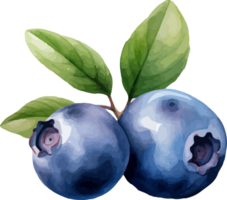 Blueberry watercolor graphic element png