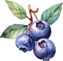 Blueberry watercolor graphic element png