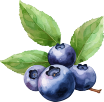 Blueberry watercolor graphic element png