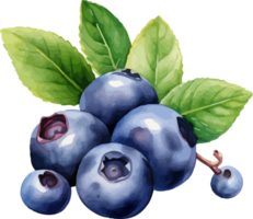 Blueberry watercolor graphic element png