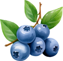 Blueberry watercolor graphic element png