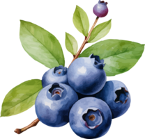 Blueberry watercolor graphic element png