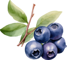 Blueberry watercolor graphic element png