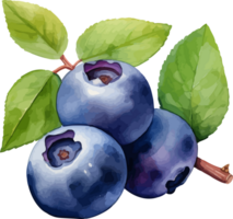 Blueberry watercolor graphic element png