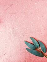 pink flowers on a white background photo