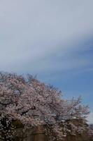 Sakura cherry blossom taken in spring in Japan photo