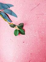 pink flowers on a white background photo