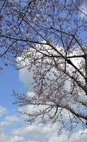 sakura Cereza florecer tomado en primavera en Japón foto