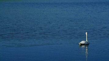 Swans are swimming on the lake, in Bayingol Mongolian Autonomous Prefecture, xinjiang, China. video