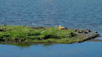 Lakes and meadows, in Bayingol Mongolian Autonomous Prefecture, xinjiang, China. video