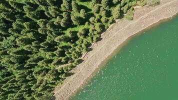 verde alberi e il lago nel tianchi, xinjiang, Cina. video