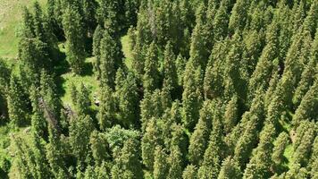 montagne e alberi nel un' bene giorno. video