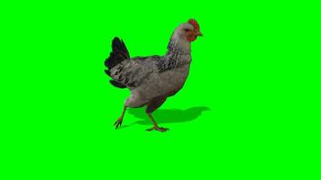 pollo croma llave, pollo caminando verde pantalla animación, polluelo, polla, gallina, parrilla, ave video