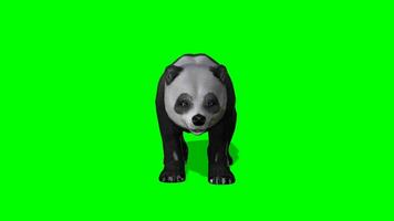 panda croma llave, 3d alto calidad bebé panda oso jugando verde pantalla animación video