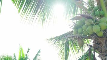 a Câmera movimentos a partir de esquerda para certo, verde coco é em coco árvore, grupo do cocos estão em árvore às ásia agricultores jardim, dentro Tailândia video