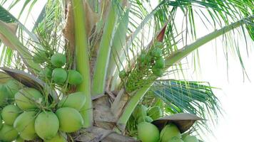 a Câmera movimentos acima e abaixo, verde coco é em coco árvore, grupo do cocos estão em árvore às ásia agricultores jardim, dentro Tailândia video
