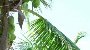 a Câmera movimentos certo para a esquerda, verde coco é em coco árvore, grupo do cocos estão em árvore às ásia agricultores jardim, dentro Tailândia video