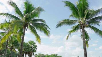 bakgrund av många kokos träd svängande i de naturlig vind med himmel dagtid, skön flygande kokos löv, Asien, thailand, stativ skytte perspektiv video