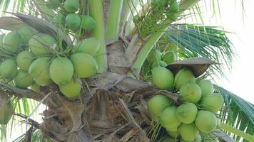 groen kokosnoot is Aan kokosnoot boom, bundel van kokosnoten zijn Aan boom Bij Aziatisch boer tuin, in Thailand video