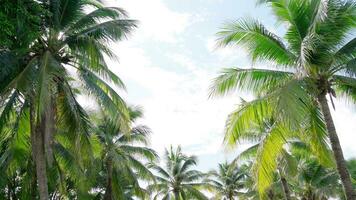 antecedentes de muchos Coco arboles balanceo en el natural viento con cielo tiempo de día, hermosa volador Coco hojas, Asia, tailandia, trípode disparo perspectiva video