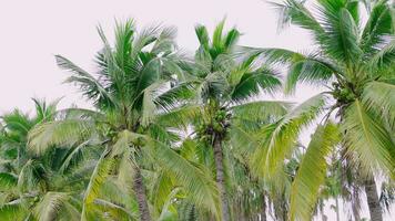 background of many coconut trees swinging in the natural wind with sky daytime, Beautiful flying coconut leaves, Asia, Thailand, Tripod shooting perspective video