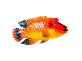 Saltwater fish red color miniature animal isolated on white photo