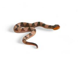 Snake with brown black pattern miniature animal isolated on white photo