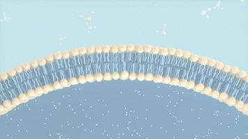 Cell Membrane and Molecules, 3d rendering. video