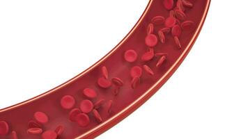 Red and white blood cells in the blood vessel, 3d rendering. video
