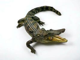 Crocodile animal sculpture on white background photo
