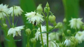 Bumblebee on a white aquilegia flower, macro video