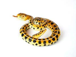 Yellow snake with black spots miniature animal isolated on white photo