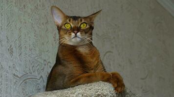 Abyssinian cat sitting on the upholstered pedestal video