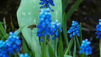 lent mouvement abeille insecte en volant sur fleur, magnifique la nature dans jardin et printemps saison video