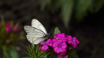 aporie crataegi, zwart geaderd wit vlinder in wild. wit vlinders Aan anjer bloem video