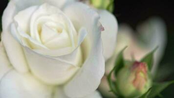 dichtbij omhoog, mooi delicaat wit roos in de tuin. vakantie concept. video ansichtkaart. bruiloft en verjaardag