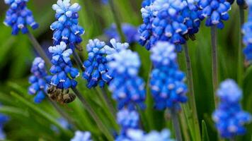 en bi samlar nektar på en blomma muscari, långsam rörelse video