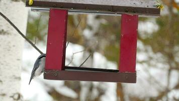 Vögel fressen Samen aus der Futterstelle. frostiger Wintertag video