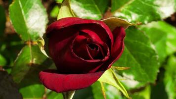 rood roos bloei in de zomer tuin. rood roos knop video