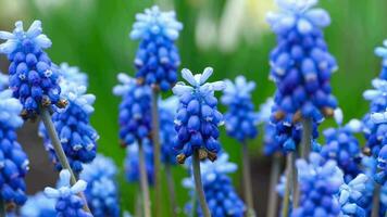 fechar acima do uma flor muscari primeiro azul Primavera flor depois de chuva video