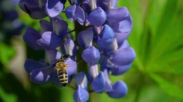 ape raccolta nettare e polline a partire dal il fiori di blu lupino. video