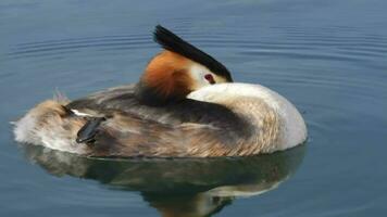 Great crested grebs, podiceps cristatus, sleeping video