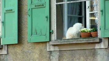 Cat at a window video