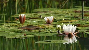 flor de lótus em uma lagoa video