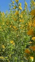 långsam rörelse scolymus hispanicus blooms i sommar video